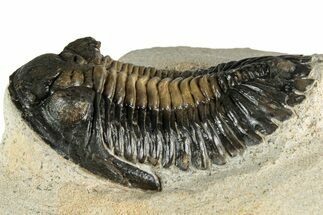 Detailed Hollardops Trilobite Fossil - Multi-Toned Preservation #351259