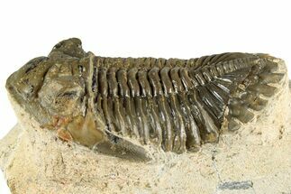 Detailed Hollardops Trilobite Fossil - Ofaten, Morocco #351267