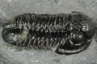 Detailed Gerastos Trilobite Fossil - Morocco #351276