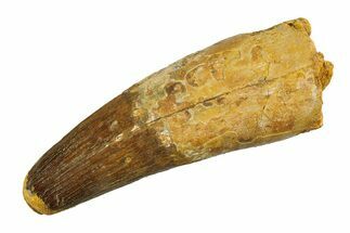 Real Fossil Spinosaurus Tooth - Huge Dinosaur Tooth #351477