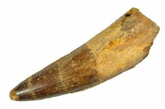 Real Fossil Spinosaurus Tooth - Giant Dinosaur Tooth #351485
