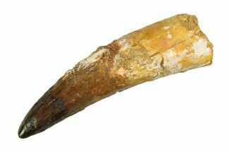 Real Fossil Spinosaurus Tooth - Restored Tip #351496