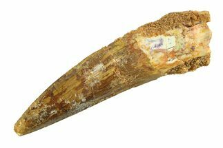 Fossil Spinosaurus Tooth - Real Dinosaur Tooth #351560