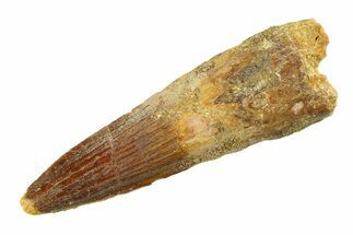 Fossil Spinosaurus Tooth - Real Dinosaur Tooth #351563