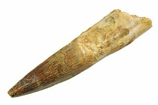 Fossil Spinosaurus Tooth - Real Dinosaur Tooth #351569