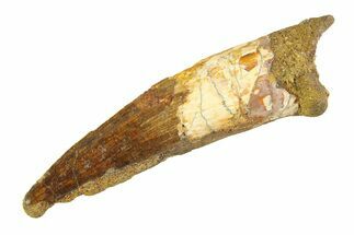 Fossil Spinosaurus Tooth - Real Dinosaur Tooth #351572