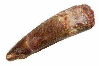 Fossil Spinosaurus Tooth - Feeding Worn Tip #351575