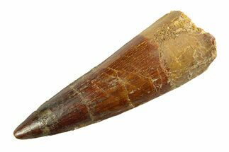 Fossil Spinosaurus Tooth - Real Dinosaur Tooth #351578