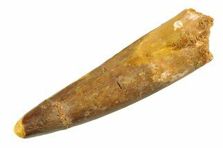 Fossil Spinosaurus Tooth - Real Dinosaur Tooth #351581