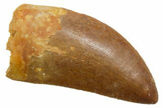Serrated, Carcharodontosaurus Tooth - Real Dinosaur Tooth #351621