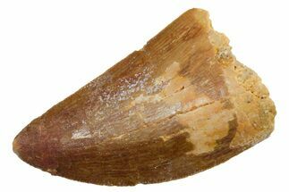 Carcharodontosaurus Tooth - Real Dinosaur Tooth #351637