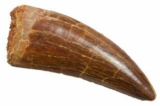 Serrated, Carcharodontosaurus Tooth - Real Dinosaur Tooth #351641