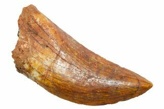 Serrated, Carcharodontosaurus Tooth - Real Dinosaur Tooth #351646