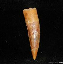 Gorgeous Spinosaurus Tooth - / inches #334
