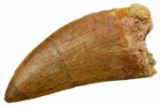 Serrated Carcharodontosaurus Tooth - Real Dinosaur Tooth #351650