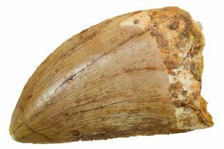 Serrated, Carcharodontosaurus Tooth - Real Dinosaur Tooth #351660