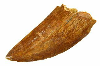 Carcharodontosaurus Tooth - Real Dinosaur Tooth #351685