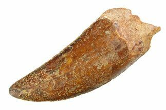 Serrated, Carcharodontosaurus Tooth - Real Dinosaur Tooth #351694