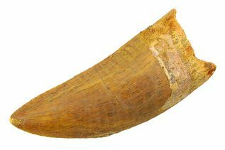Dinosaur Teeth For Sale