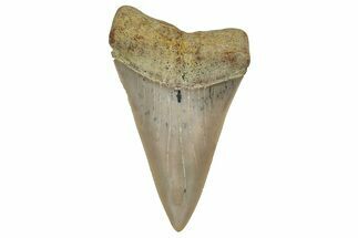 Colorful, Fossil Broad-Tooth Mako Shark Tooth - Bakersfield, CA #351422