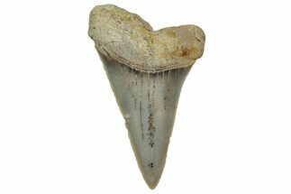 Colorful, Fossil Broad-Tooth Mako Shark Tooth - Bakersfield, CA #351423
