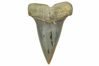 Colorful, Fossil Broad-Tooth Mako Shark Tooth - Bakersfield, CA #351424
