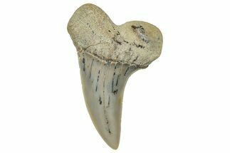 Fossil Shark Tooth (Carcharodon planus) - Bakersfield, CA #351468