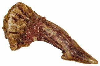 Fossil Sawfish (Onchopristis) Rostral Barb - Morocco #351673