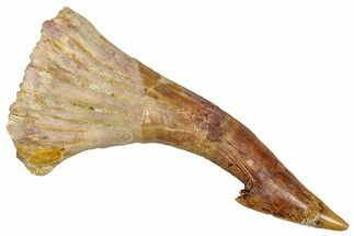Fossil Sawfish (Onchopristis) Rostral Barb - Morocco #351680
