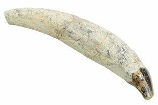 Rooted Fossil Sea Lion (Allodesmus) Tooth - Bakersfield, CA #351419