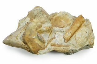 Fossil Shark Teeth For Sale