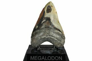 Bargain, Fossil Megalodon Tooth - North Carolina #351730
