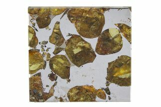 Brahin Pallasite Meteorite ( g) Slice - Belarus #351937
