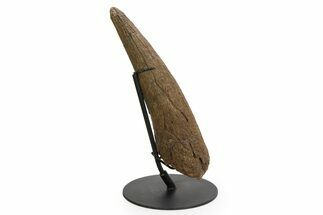 Exceptional, Fossil Triceratops Brow Horn - Montana #352035