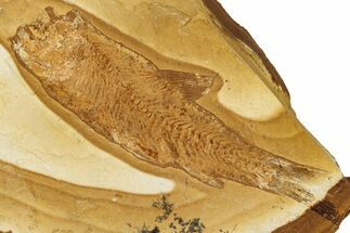 Jurassic Fossil Fish (Cavenderichthys) - Australia #352036