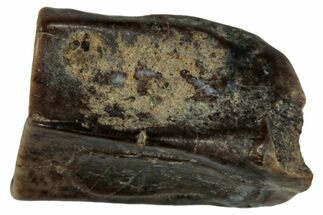 Fossil Hadrosaur (Edmontosaurus) Shed Tooth - Montana #352044