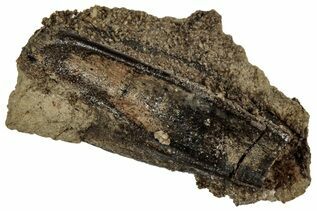 Hadrosaurs For Sale