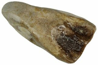 Fossil Triceratops Shed Tooth - Montana #352059