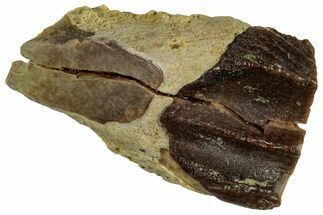 Large Fossil Triceratops Shed Tooth - Montana #352061