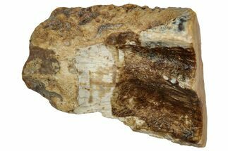 Fossil Triceratops Shed Tooth - Montana #352064