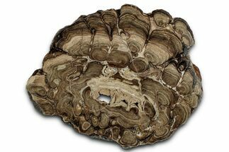 Polished Fossil Stromatolite (Chlorellopsis?) Slab - Wyoming #352068