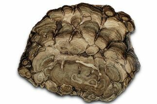 Polished Fossil Stromatolite (Chlorellopsis?) Slab - Wyoming #352069