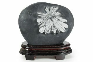 Buy Chrysanthemum Stone