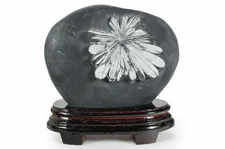Polished Chrysanthemum Stone in Wood Base - China #352114