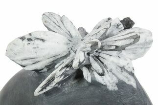 Polished Free-Standing Chrysanthemum Stone - China #352119