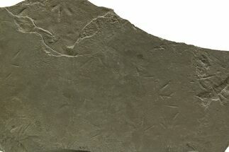 Fossil Bird (Avipeda) Track Plate - Green River Formation, Utah #352243