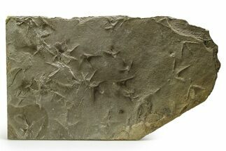 Fossil Bird (Quadridigitus) Track Plate - Green River Formation, Utah #352256