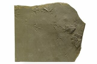Fossil Bird (Avipeda) Track Plate - Green River Formation, Utah #352258