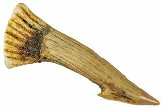 Fossil Sawfish (Onchopristis) Rostral Barb - Morocco #351712