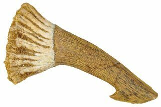 Fossil Sawfish (Onchopristis) Rostral Barb - Morocco #351715